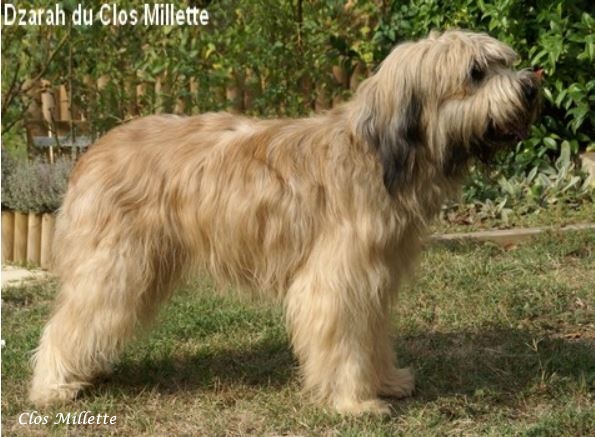 Bild laden Dzarah du Clos Millette 1.jpg